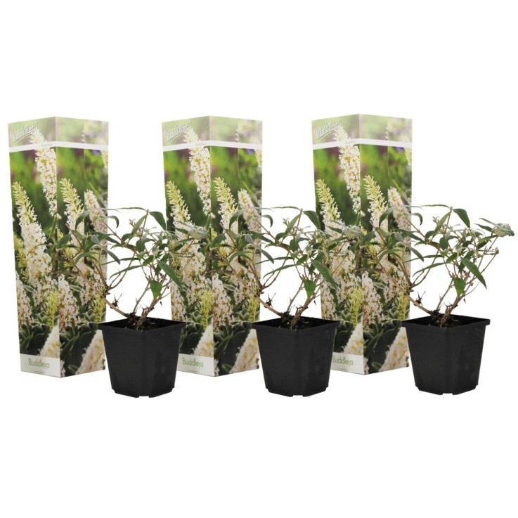 Arbre à papillons - Set de 3 - Buddleja davidii 'Profusion' - H25-40cm - ⌀9cm