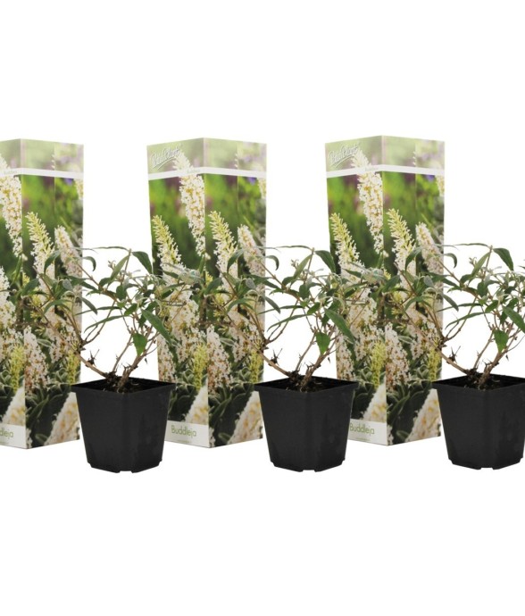 Arbre à papillons - Set de...