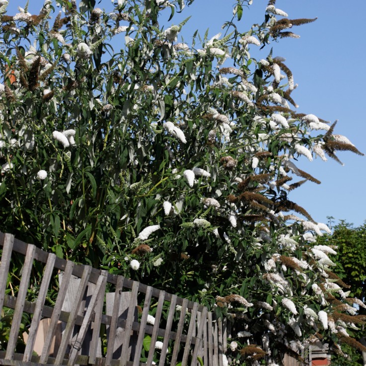 Arbre à papillons - Set de 3 - Buddleja davidii 'Profusion' - H25-40cm - ⌀9cm