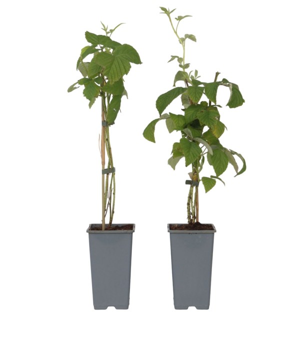Framboisier - Set de 2 -...