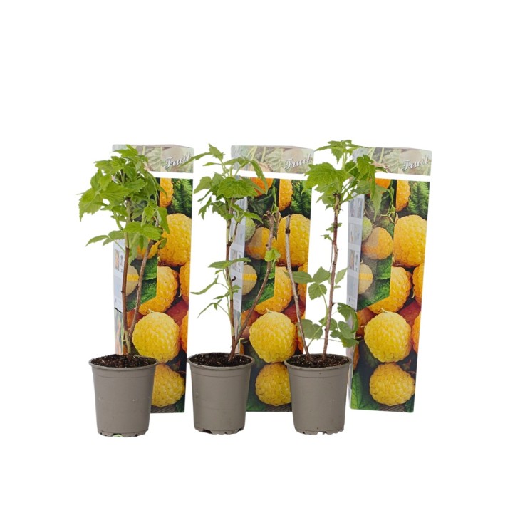 Framboisier - Set de 3 - Rubus idaeus 'Fallgold' - Hauteur 25-40cm - ⌀9cm