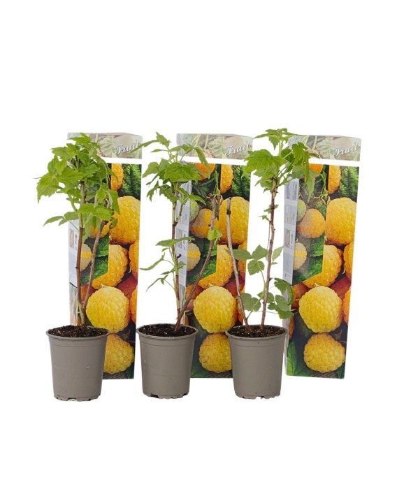 Framboisier - Set de 3 -...