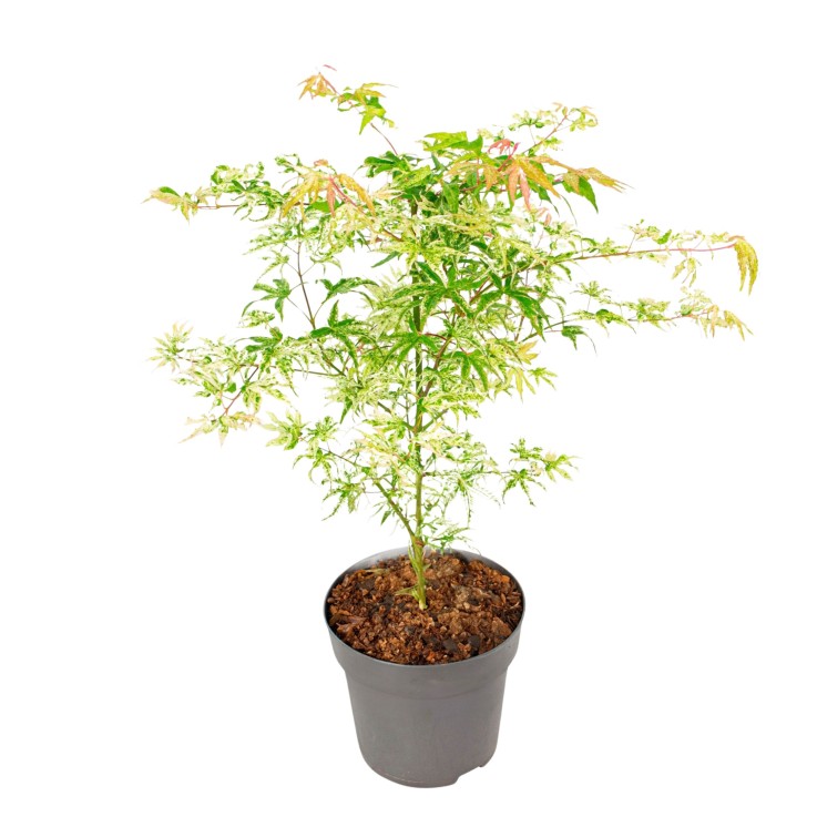 Érable du Japon - Acer palmatum 'Ukigumo' - Hauteur 50-60cm - ⌀19cm