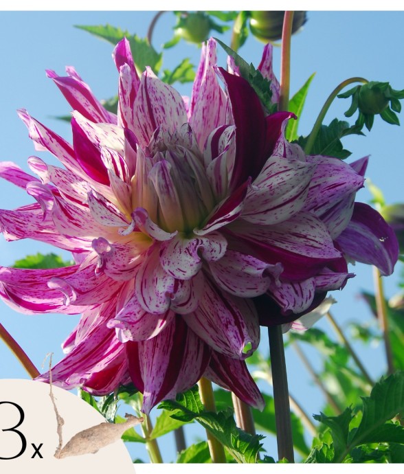 Dahlias - Set de 3 - Dahlia...