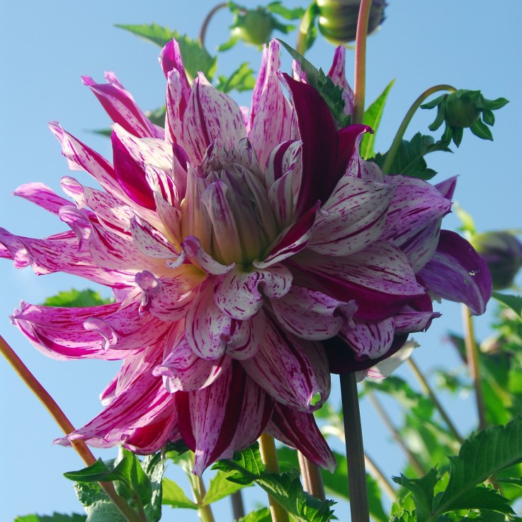 Dahlias - Set de 3 - Dahlia 'Bristol Stripe' - Bulbes à fleurs - Rose