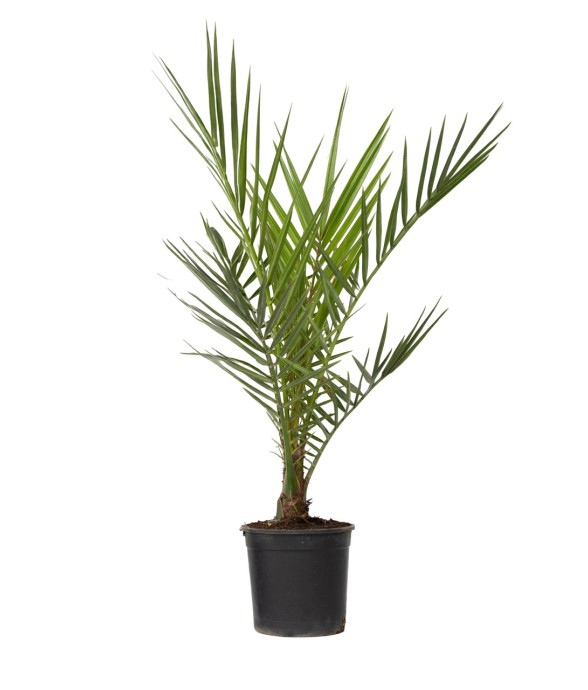 Palmier Dattier des...