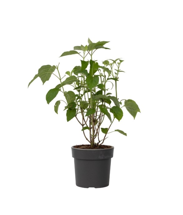 Hortensia - Hydrangea...