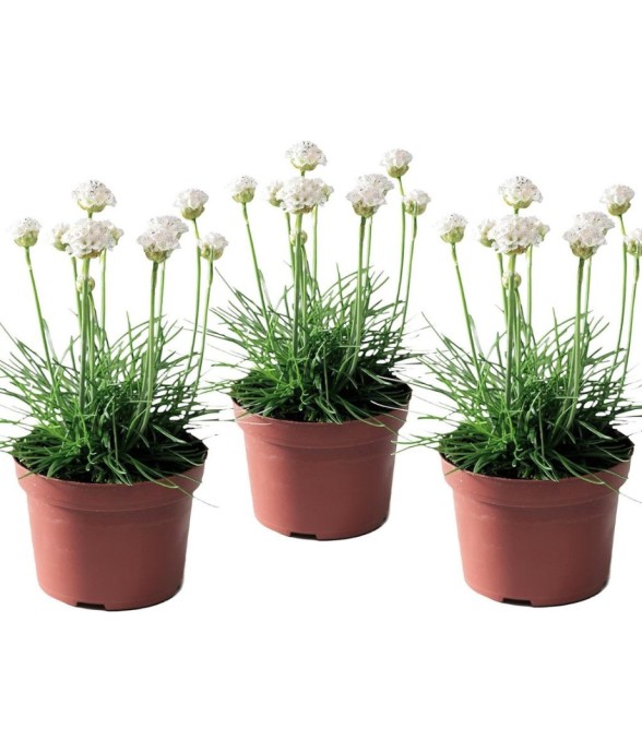 Oeillet des sables - Set de...