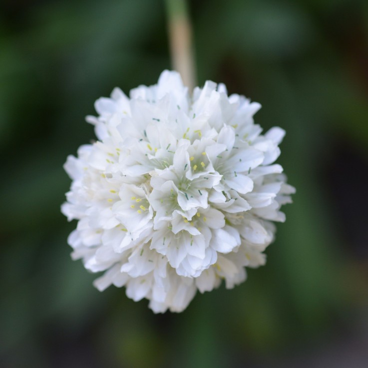 Oeillet des sables - Set de 3 - Armeria maritima 'Deep White' - H20-30cm - ⌀12cm