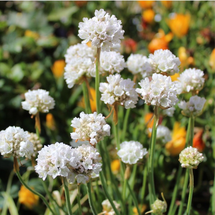 Oeillet des sables - Set de 3 - Armeria maritima 'Deep White' - H20-30cm - ⌀12cm