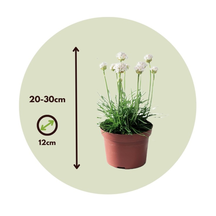 Oeillet des sables - Set de 3 - Armeria maritima 'Deep White' - H20-30cm - ⌀12cm