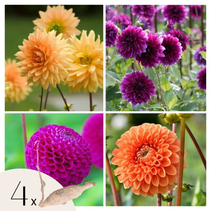 Dahlias - Set de 4 - Dahlia 'Bouqet Sunshine' - Bulbes à fleurs