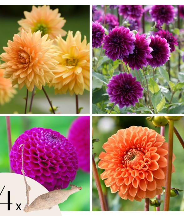 Dahlias - Set de 4 - Dahlia...