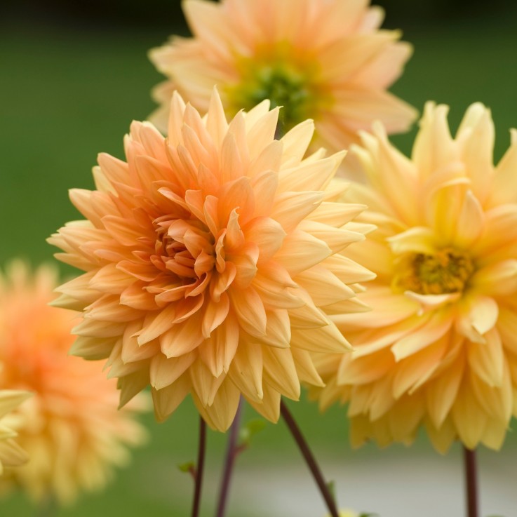 Dahlias - Set de 4 - Dahlia 'Bouqet Sunshine' - Bulbes à fleurs