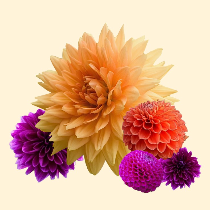 Dahlias - Set de 4 - Dahlia 'Bouqet Sunshine' - Bulbes à fleurs