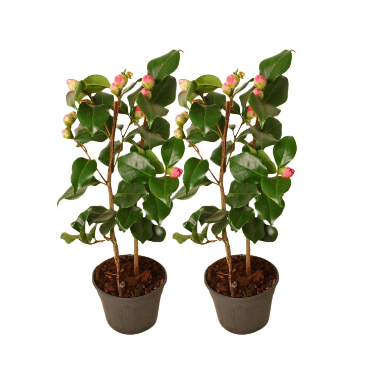 Camélia - Set de 2 - Camellia japonica 'Dr. King' - Hauteur 50-60cm - ⌀15cm