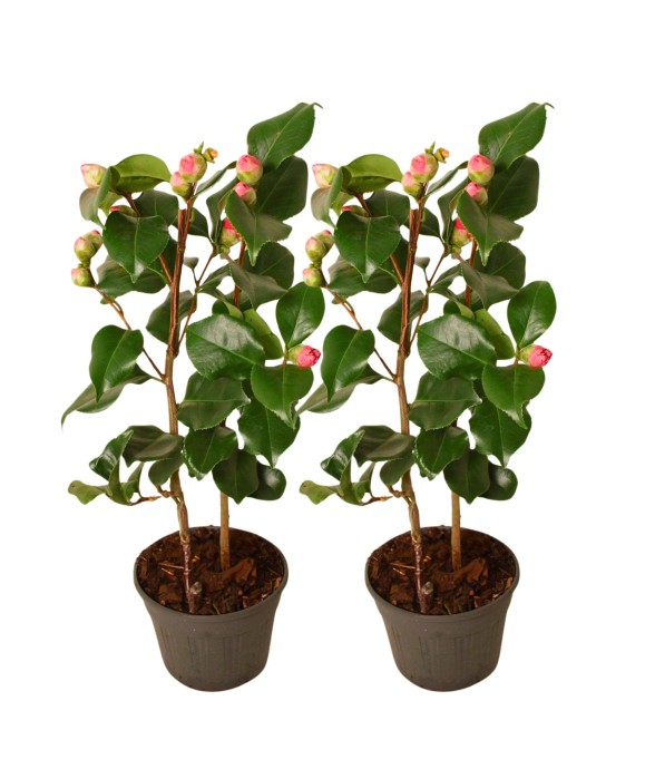 Camélia - Set de 2 -...