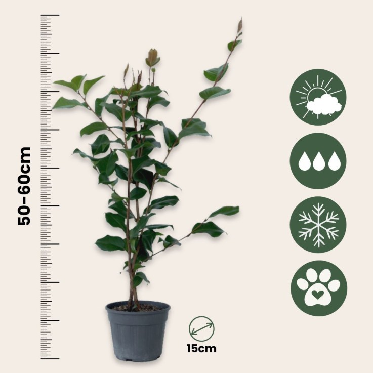 Camélia - Set de 2 - Camellia japonica 'Dr. King' - Hauteur 50-60cm - ⌀15cm