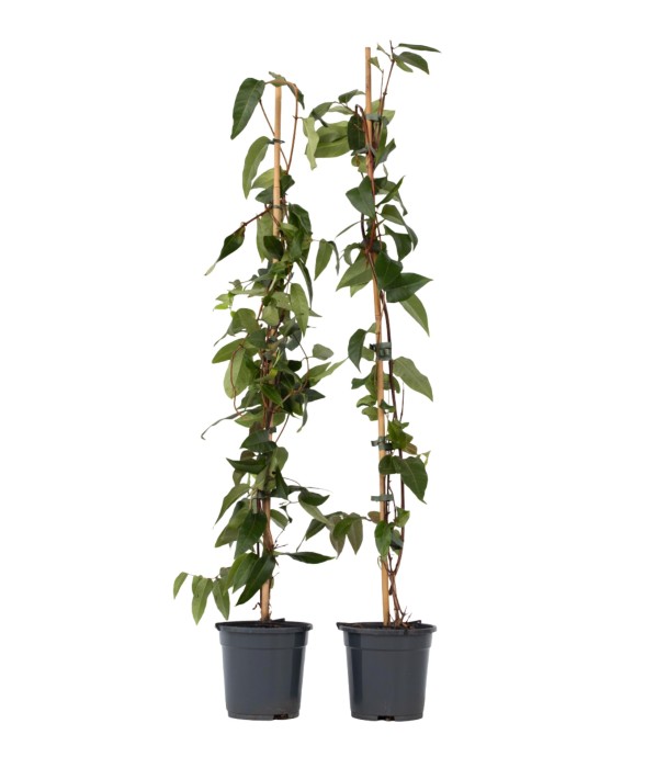 Chèvrefeuille - Set de 2 -...