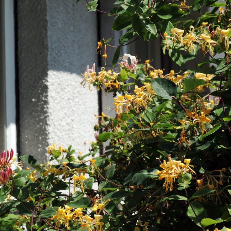 Chèvrefeuille - Set de 2 - Lonicera henryi 'Copper Beauty' - H110-120cm - ⌀17cm