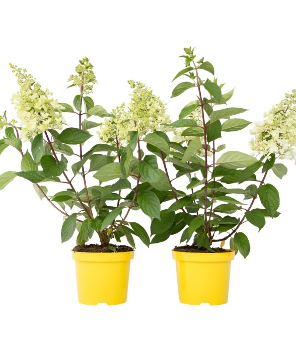 Hortensia - Set de 2 -...