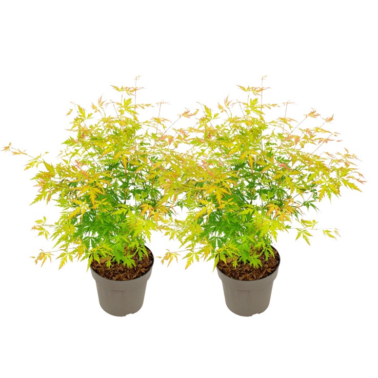Érable du Japon - Set de 2 - Acer palmatum 'Orange Lace' - H60-70cm - ⌀19cm