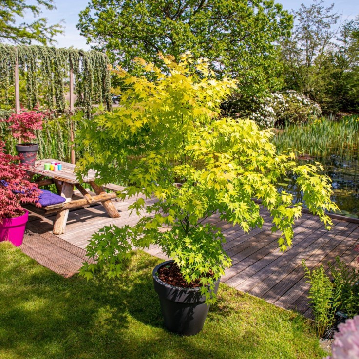 Érable du Japon - Set de 2 - Acer palmatum 'Orange Lace' - H60-70cm - ⌀19cm