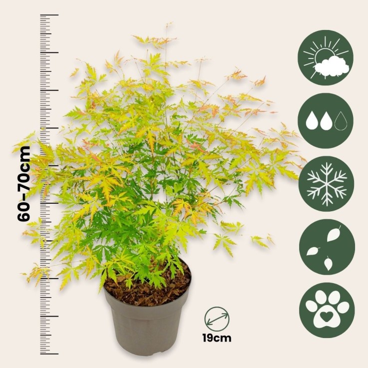 Érable du Japon - Set de 2 - Acer palmatum 'Orange Lace' - H60-70cm - ⌀19cm