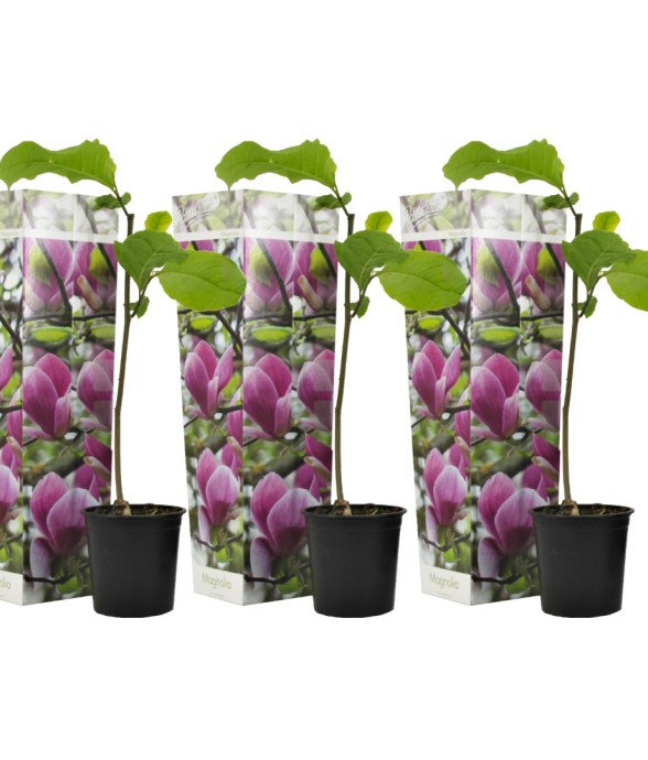 Arbre à tulipes - Set de 3...