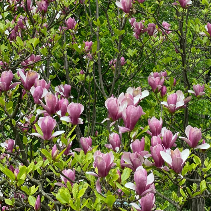 Arbre à tulipes - Set de 3 - Magnolia 'Susan' - Hauteur 25-40cm - ⌀9cm