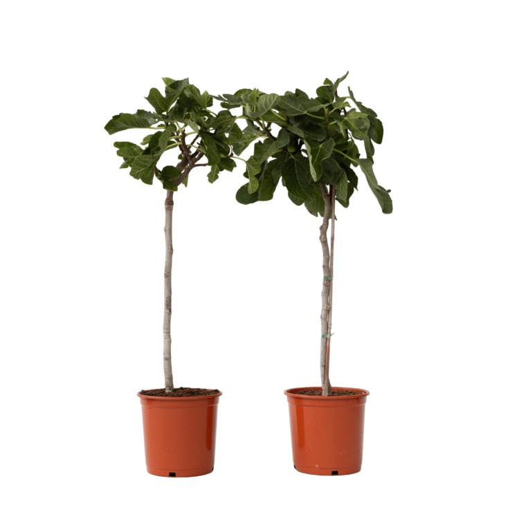 Figuier de Barbarie - Set de 2 - Ficus Carica - Hauteur 70-90cm - ⌀21cm