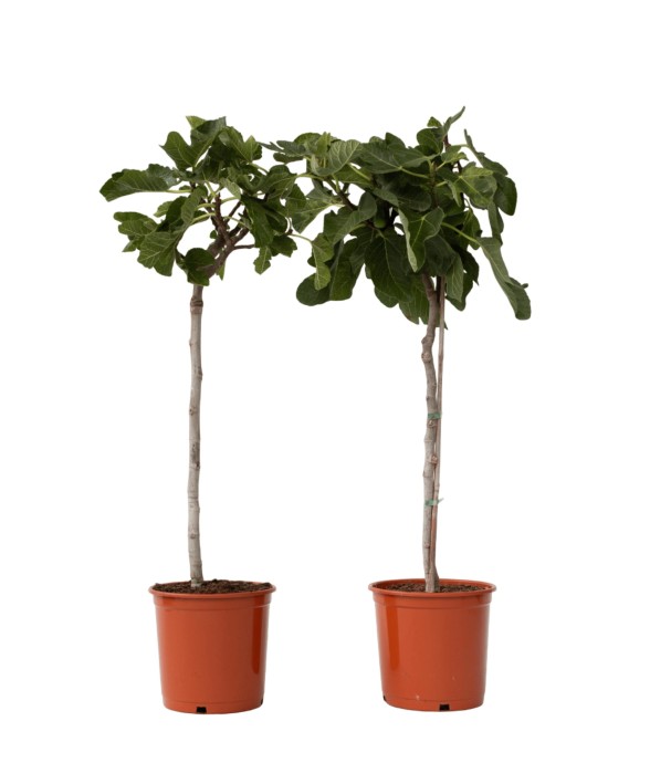 Figuier de Barbarie - Set...