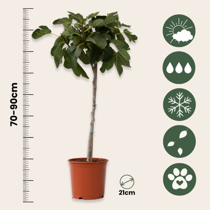 Figuier de Barbarie - Set de 2 - Ficus Carica - Hauteur 70-90cm - ⌀21cm