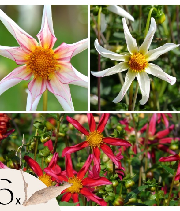 Dahlias - Set de 6 - Dahlia...