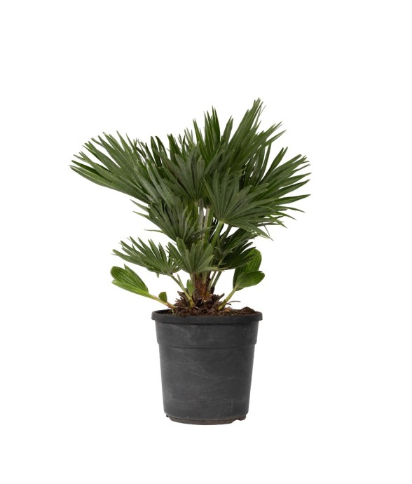 Palmier nain - Chamaerops...