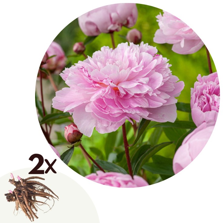 Pivoine - Set de 2 - Paeonia 'Sarah Bernhardt' - Rhizomes - Rose