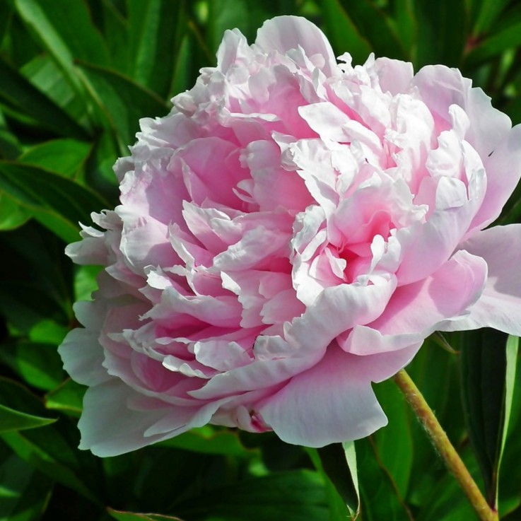 Pivoine - Set de 2 - Paeonia 'Sarah Bernhardt' - Rhizomes - Rose
