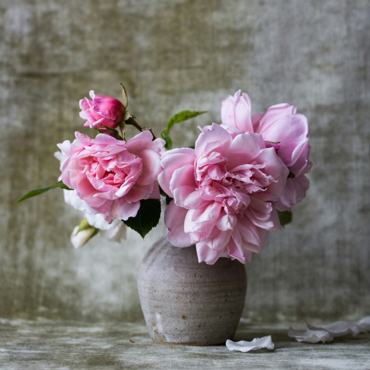 Pivoine - Set de 2 - Paeonia 'Sarah Bernhardt' - Rhizomes - Rose