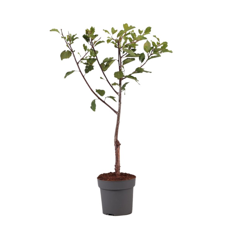 Prunier - Prunus domestica 'Opal' - Hauteur 90-100cm - ⌀21cm