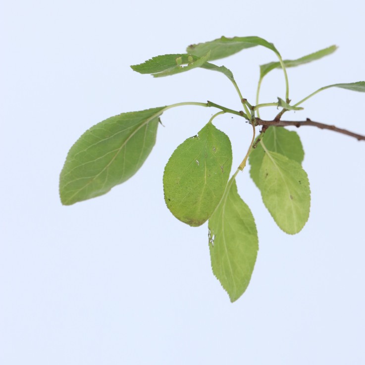 Prunier - Prunus domestica 'Opal' - Hauteur 90-100cm - ⌀21cm