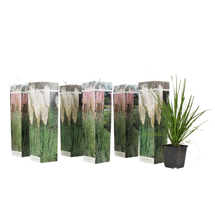 Herbe de la Pampa - Set de 6 - Cortaderia selloana - Hauteur 25-40cm - ⌀9cm