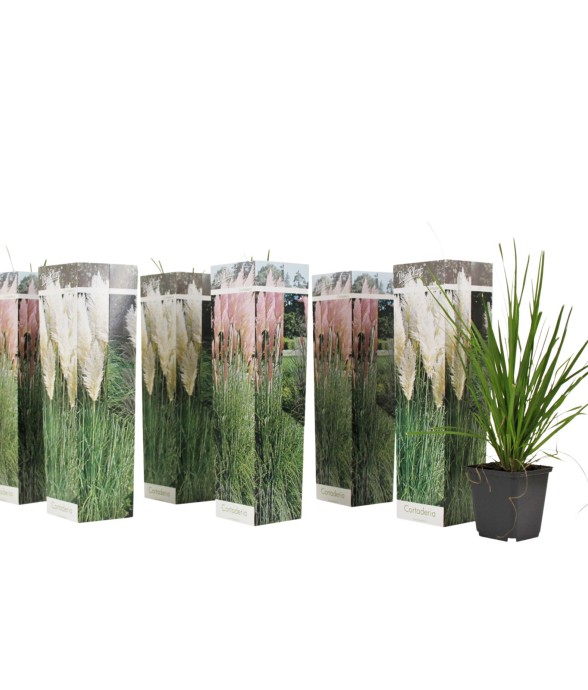 Herbe de la Pampa - Set de...