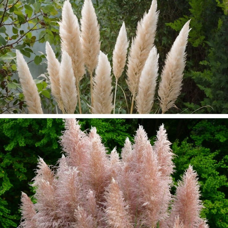 Herbe de la Pampa - Set de 6 - Cortaderia selloana - Hauteur 25-40cm - ⌀9cm