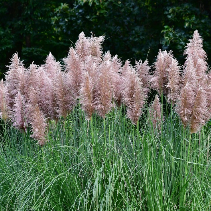 Herbe de la Pampa - Set de 6 - Cortaderia selloana - Hauteur 25-40cm - ⌀9cm