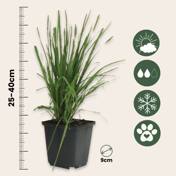 Herbe de la Pampa - Set de 6 - Cortaderia selloana - Hauteur 25-40cm - ⌀9cm