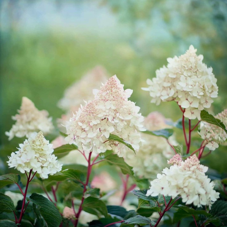 Hortensia - Hydrangea paniculata 'Early Harry' - Hauteur 25-40cm - ⌀19cm