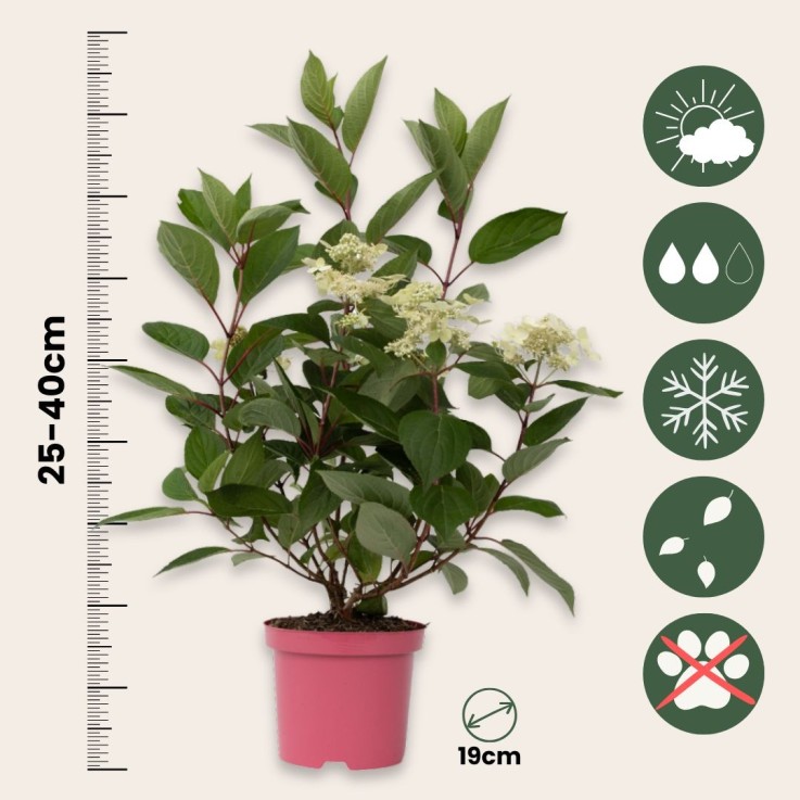 Hortensia - Hydrangea paniculata 'Early Harry' - Hauteur 25-40cm - ⌀19cm