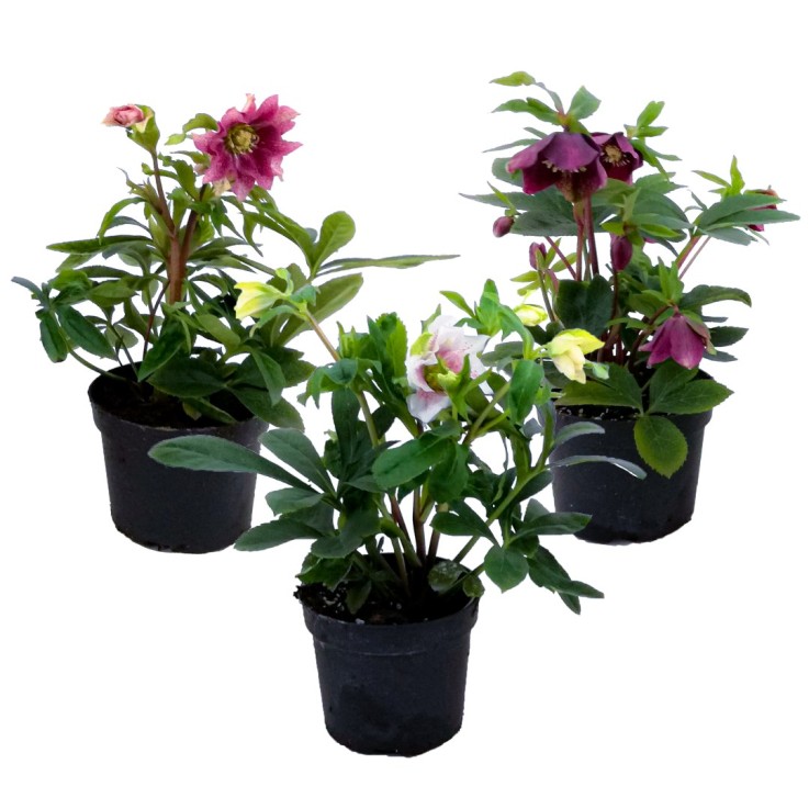 Rose de Noël - Set de 3 - Helleborus orientalis - Hauteur 20-30cm - ⌀12cm