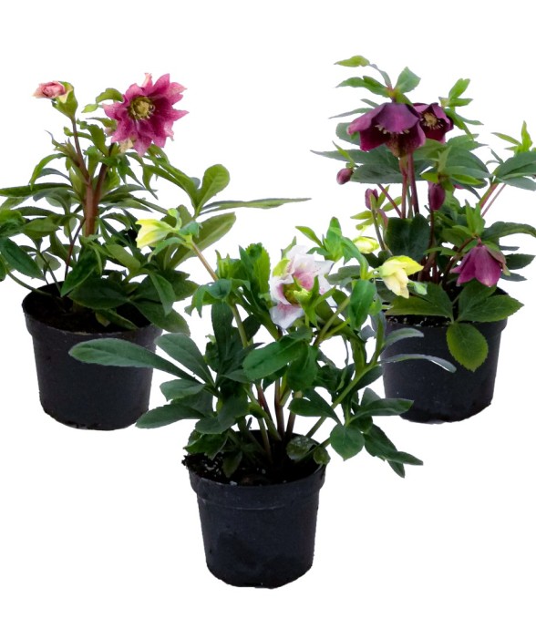 Rose de Noël - Set de 3 -...