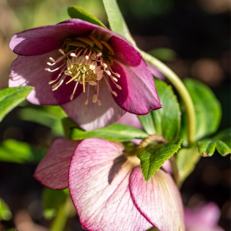 Rose de Noël - Set de 3 - Helleborus orientalis - Hauteur 20-30cm - ⌀12cm